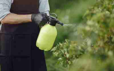 Spray vs Granular Weed and Feed: Which Works Better?