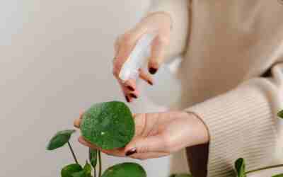 Should I Spray My Plants’ Leaves With Water? Verdict