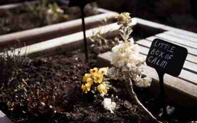 How Long a Cedar Raised Garden Bed Lasts: 10 to 20 Years