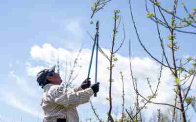 How Much Do Loppers Cost? Price Ranges by Type