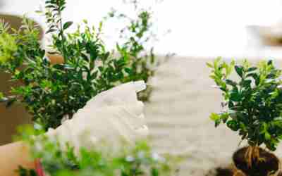 Can You Spray Hydrogen Peroxide on Plants Safely?