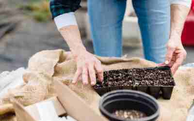 Can You Winter Sow Tomato Seeds? Yes, but Time It Right