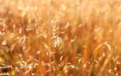 Should I Plant Grass Seed in the Fall? Yes, If…