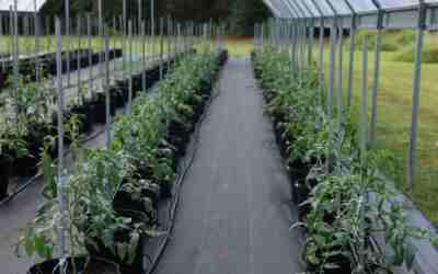 What Size Fabric Pots for Tomatoes (By Variety)